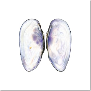 Thick Shelled River Mussel (Unio crassus) Posters and Art